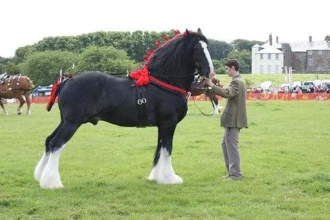 Shires at Woolsery Show